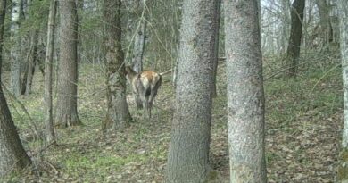 В Калужской области водятся олени