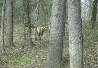 В Калужской области водятся олени